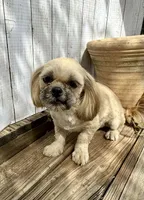 Andy, a male Shih Tzu for sale in Goddard, KS – 1 of 7