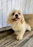 Max, a male Shih Tzu for sale in Goddard, KS – 6 of 9