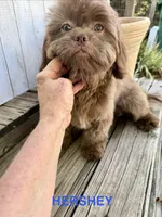 Hershey, a male Shih Tzu for sale in Goddard, KS – 1 of 8