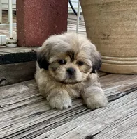 Little Chase, a male Shih Tzu for sale in Goddard, KS – 6 of 10