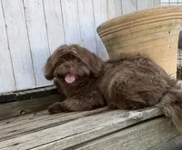 Hershey, a male Shih Tzu for sale in Goddard, KS – 8 of 8