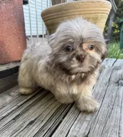 Bentley, a male Shih Tzu for sale in Goddard, KS – 7 of 9