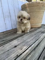Little Snuggles, a male Shih Tzu for sale in Goddard, KS – 10 of 10