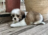 Little Atlas, a male Shih Tzu for sale in Goddard, KS – 5 of 10