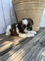 Tiny BamBam, a male Shih Tzu for sale in Goddard, KS – 8 of 8