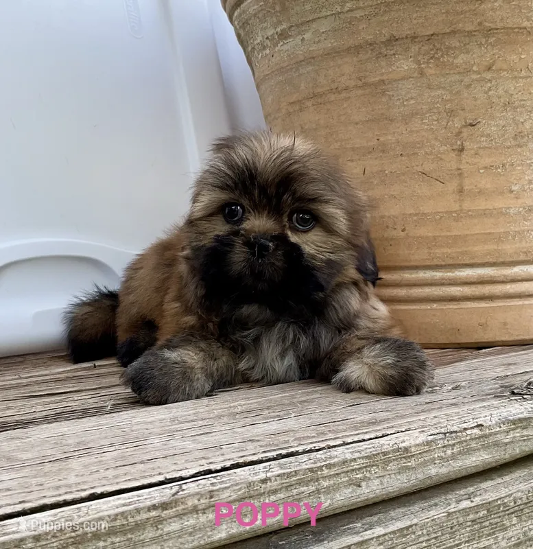 Poppy – Shih Tzu puppy for sale in Goddard, KS