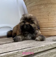 Poppy, a female Shih Tzu for sale in Goddard, KS – 1 of 10
