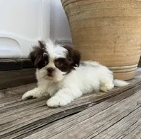 Tiny Thumpkin, a male Shih Tzu for sale in Goddard, KS – 2 of 7