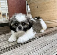Tiny Beckett, a male Shih Tzu for sale in Goddard, KS – 7 of 8