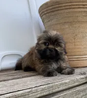 Poppy, a female Shih Tzu for sale in Goddard, KS – 6 of 10