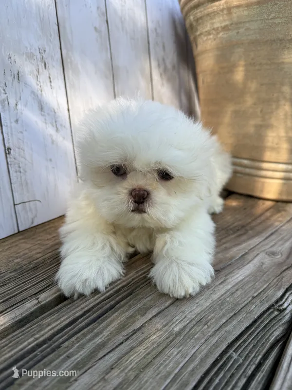 Little Frosty – Shih Tzu puppy for sale in Goddard, KS