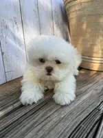 Little Frosty, a male Shih Tzu for sale in Goddard, KS – 1 of 10