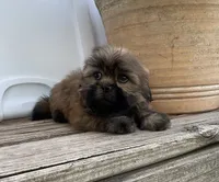 Poppy, a female Shih Tzu for sale in Goddard, KS – 10 of 10