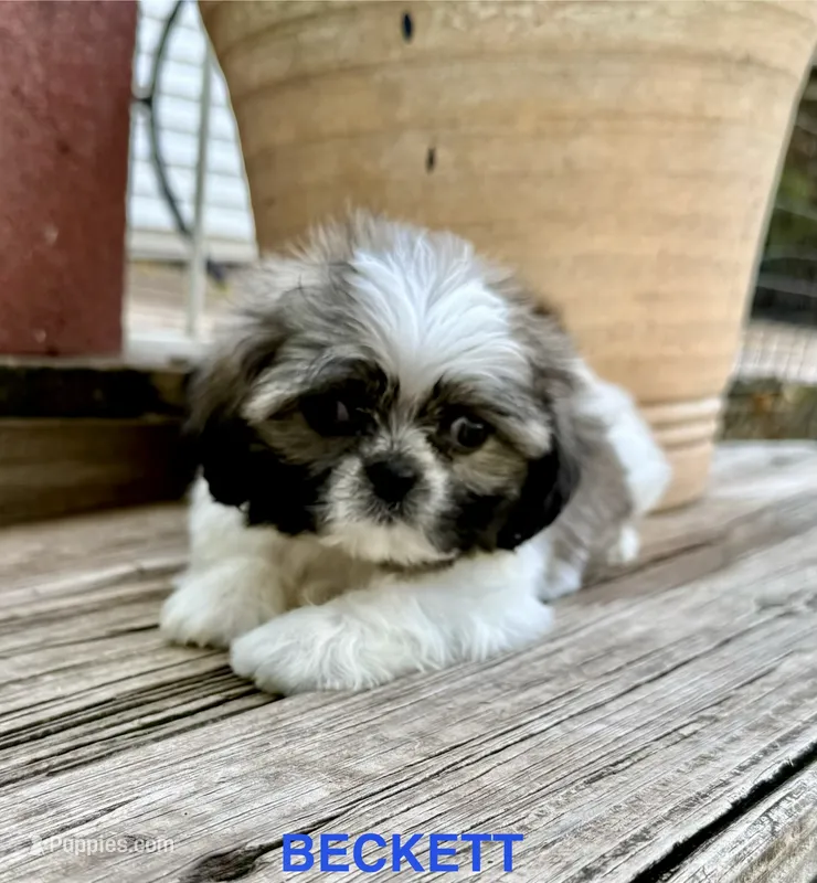 Tiny Beckett – Shih Tzu puppy for sale in Goddard, KS