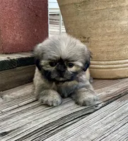 Little Carolena, a female Shih Tzu for sale in Goddard, KS – 5 of 8