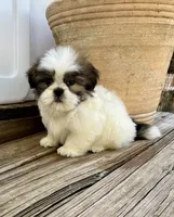 Little Leo, a male Shih Tzu for sale in Goddard, KS – 9 of 10