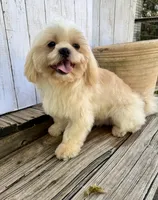 Max, a male Shih Tzu for sale in Goddard, KS – 3 of 9