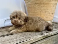 Bear, a male Shih Tzu for sale in Goddard, KS – 4 of 9