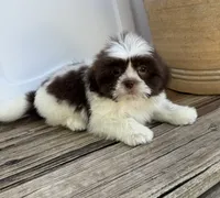 Brady, a male Shih Tzu for sale in Goddard, KS – 6 of 8