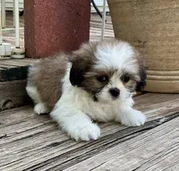 Little Atlas, a male Shih Tzu for sale in Goddard, KS – 4 of 10