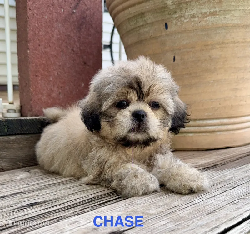 Little Chase – Shih Tzu puppy for sale in Goddard, KS