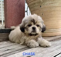 Little Chase, a male Shih Tzu for sale in Goddard, KS – 1 of 10