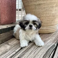 Little Abby, a female Shih Tzu for sale in Goddard, KS – 8 of 8