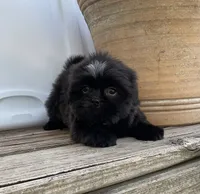 Little Gizmo, a male Shih Tzu for sale in Goddard, KS – 3 of 8