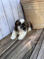 Tiny BamBam, a male Shih Tzu for sale in Goddard, KS – 6 of 8