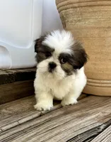 Little Leo, a male Shih Tzu for sale in Goddard, KS – 4 of 10