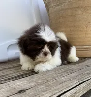 Brady, a male Shih Tzu for sale in Goddard, KS – 2 of 8