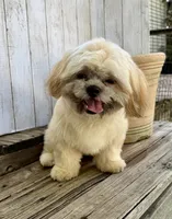 T-Bone, a male Shih Tzu for sale in Goddard, KS – 7 of 7