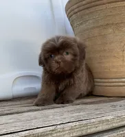 Boody, a male Shih Tzu for sale in Goddard, KS – 5 of 9