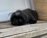 Little Gizmo, a male Shih Tzu for sale in Goddard, KS – 8 of 8