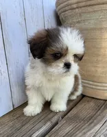Little Anna Marie , a female Shih Tzu for sale in Goddard, KS – 2 of 10