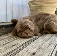 Hershey, a male Shih Tzu for sale in Goddard, KS – 2 of 8
