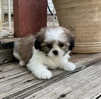 Little Atlas, a male Shih Tzu for sale in Goddard, KS – 2 of 10