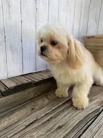 Max, a male Shih Tzu for sale in Goddard, KS – 7 of 9