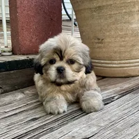 Little Chase, a male Shih Tzu for sale in Goddard, KS – 3 of 10