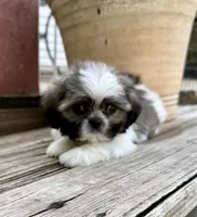Tiny Beckett, a male Shih Tzu for sale in Goddard, KS – 2 of 8