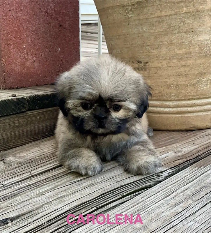 Little Carolena – Shih Tzu puppy for sale in Goddard, KS