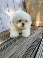 Little Frosty, a male Shih Tzu for sale in Goddard, KS – 3 of 10