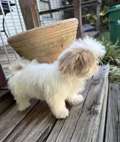 Anna Rose, a female Shih Tzu for sale in Goddard, KS – 2 of 6