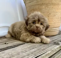 Bear, a male Shih Tzu for sale in Goddard, KS – 7 of 9