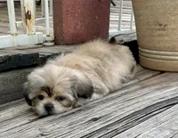 Little Chase, a male Shih Tzu for sale in Goddard, KS – 10 of 10