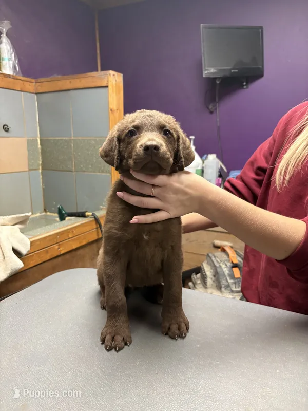 Yellow girl – Chesapeake Bay Retriever puppy for sale in Plainwell, MI
