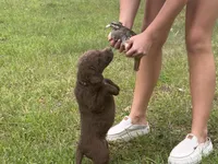 Yellow girl, a female Chesapeake Bay Retriever for sale in Plainwell, MI – 3 of 3