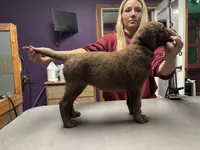 Yellow girl, a female Chesapeake Bay Retriever for sale in Plainwell, MI – 2 of 3