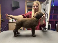 Green boy, a male Chesapeake Bay Retriever for sale in Plainwell, MI – 2 of 3