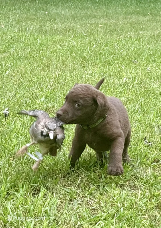 Green boy – Chesapeake Bay Retriever puppy for sale in Plainwell, MI
